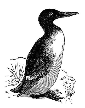 19th century engraving of a guillemotの写真素材