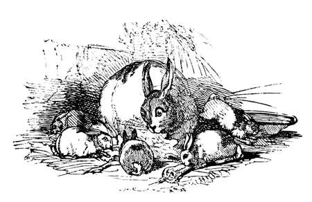 19th century engraving of a mother rabbit and bunniesの写真素材