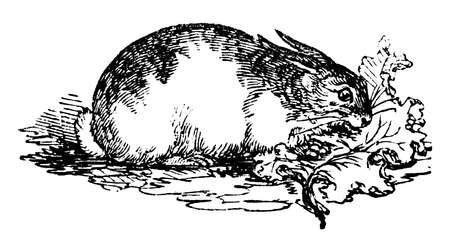 19th century engraving of a common domestic rabbitの写真素材