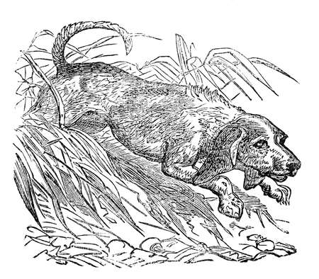 Victorian engraving of a beagle. Digitally restored image from a mid-19th century Encyclopaedia.の写真素材