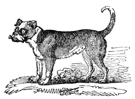 Victorian engraving of a bulldog. Digitally restored image from a mid-19th century Encyclopaedia.の写真素材