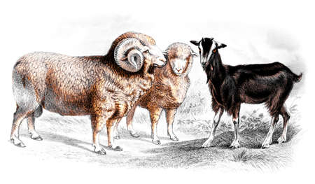 Victorian engraving of sheep and goats. Digitally restored image from a mid-19th century...