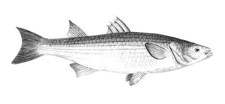 Victorian engraving of a grey mullet. Digitally restored image from a mid-19th century Encyclopaedia.の写真素材