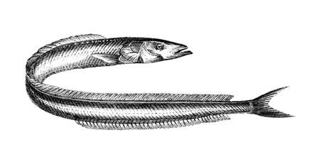 Victorian engraving of a sand lance. Digitally restored image from a mid-19th century Encyclopaedia.の写真素材