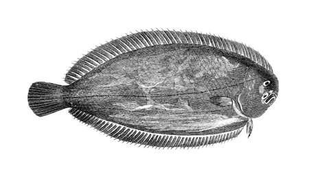 Victorian engraving of a sole. Digitally restored image from a mid-19th century Encyclopaedia.の写真素材