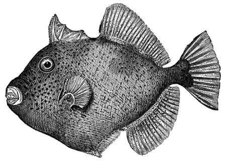 19th century engraving of a filefishの写真素材
