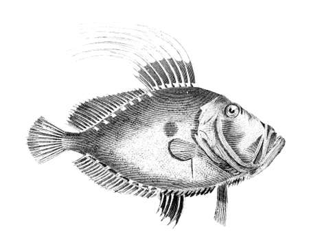 19th century engraving of a dory fishの写真素材