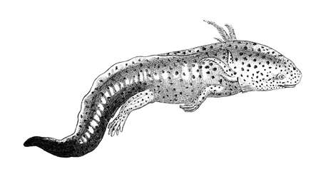 19th century engraving of a baby mud eelの写真素材