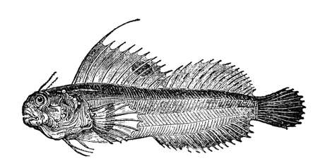 Victorian engraving of a blenny bird. Digitally restored image from a mid-19th century Encyclopaedia.の写真素材