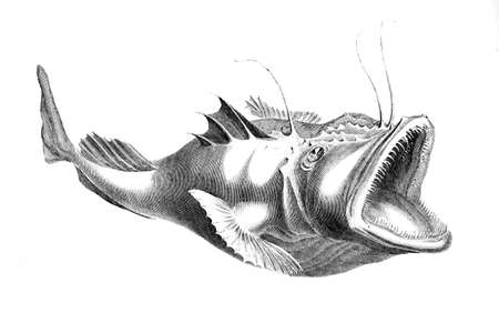 Victorian engraving of a angler fishの写真素材