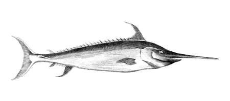 Victorian engraving of a swordfish. Digitally restored image from a mid-19th century Encyclopaedia.の写真素材