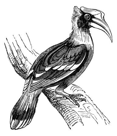 19th century engraving of a hornbill birdの写真素材