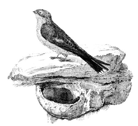 19th century engraving of a swiftlet birdの写真素材