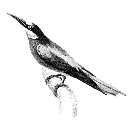 Victorian engraving of a frigatebird.の写真素材