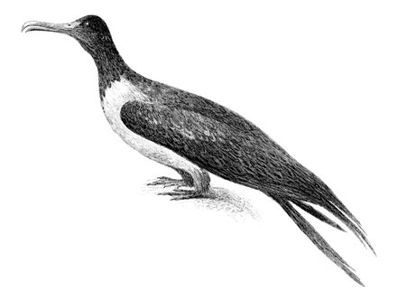 Victorian engraving of a frigatebird. Digitally restored image from a mid-19th century Encyclopaedia.の写真素材
