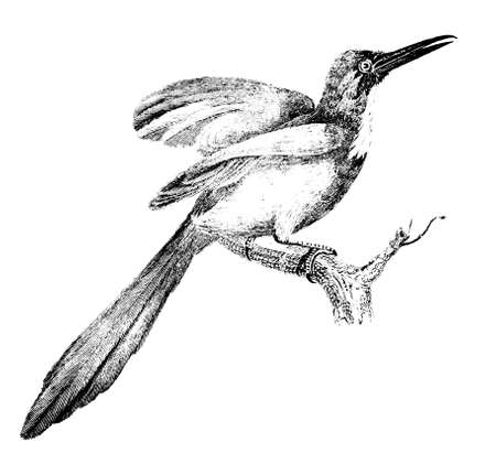19th century engraving of a jacamar birdの写真素材