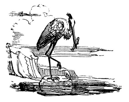 19th century engraving of a storkの写真素材