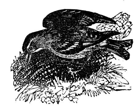Victorian engraving of a siskin bird. Digitally restored image from a mid-19th century Encyclopaedia.の写真素材