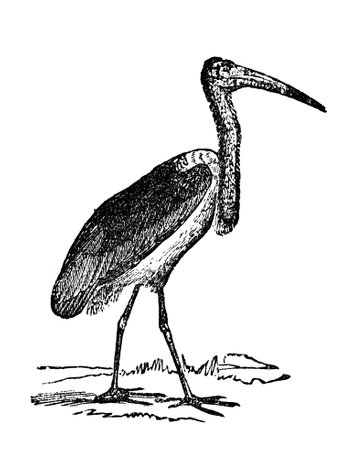Victorian engraving of a greater adjutant bird. Digitally restored image from a mid-19th century Encyclopaedia.の写真素材