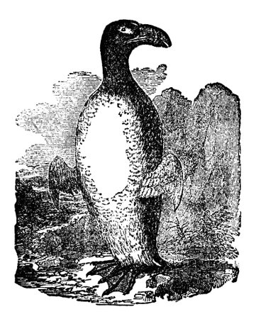 Victorian engraving of an auk. Digitally restored image from a mid-19th century Encyclopaedia.の写真素材