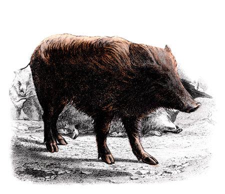 Victorian engraving of a boar. Digitally restored image from a mid-19th century Encyclopaedia.の写真素材