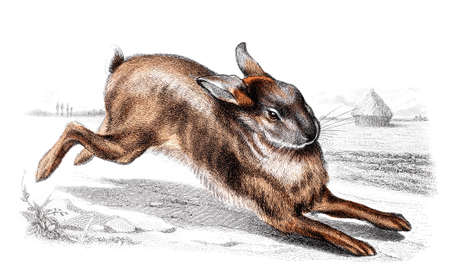 Victorian engraving of a rabbit. Digitally restored image from a mid-19th century Encyclopaedia.の写真素材