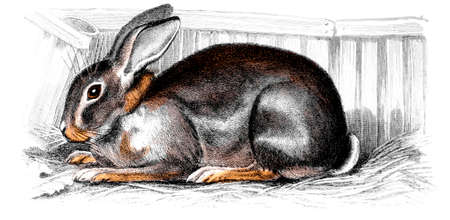 Victorian engraving of a rabbit. Digitally restored image from a mid-19th century Encyclopaedia.の写真素材