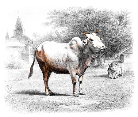 Victorian engraving of a water buffalo. Digitally restored image from a mid-19th century Encyclopaedia.の写真素材