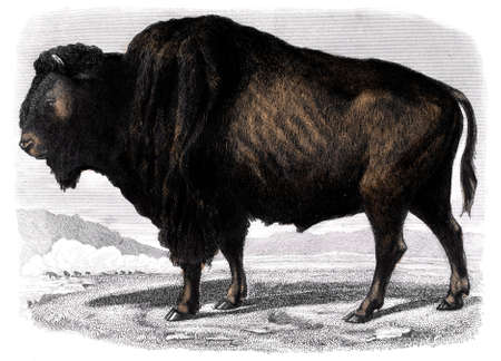 Victorian engraving of a bison. Digitally restored image from a mid-19th century Encyclopaedia.の写真素材