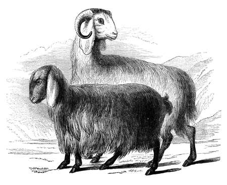 19th century engraving of Syrian goatsの写真素材