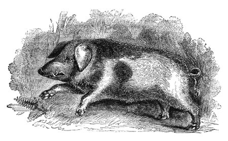 19th century engraving of a hogの写真素材