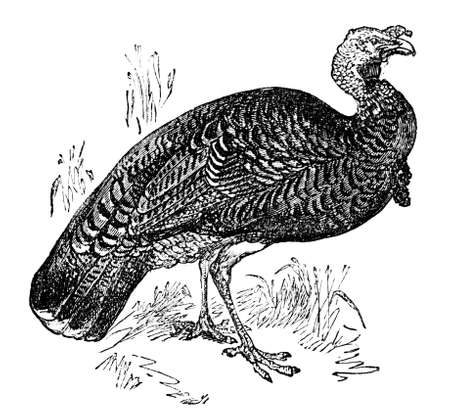 19th century engraving of a turkeyの写真素材