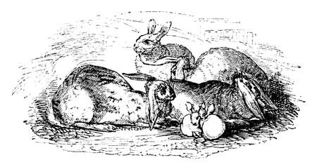 19th century engraving of different breeds of rabbitsの写真素材