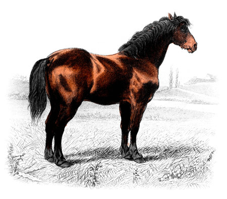 Victorian engraving of a horse. Digitally restored image from a mid-19th century Encyclopaedia.の写真素材