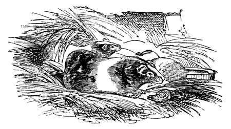 19th century engraving of a guinea pigの写真素材