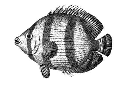 Victorian engraving of a tropical fish. Digitally restored image from a mid-19th century Encyclopaedia.の写真素材