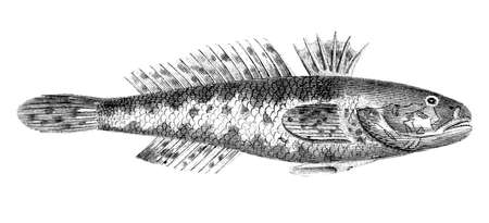 Victorian engraving of a black goby fish. Digitally restored image from a mid-19th century Encyclopaedia.の写真素材