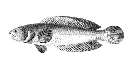 Victorian engraving of a snakehead fish. Digitally restored image from a mid-19th century Encyclopaedia.の写真素材