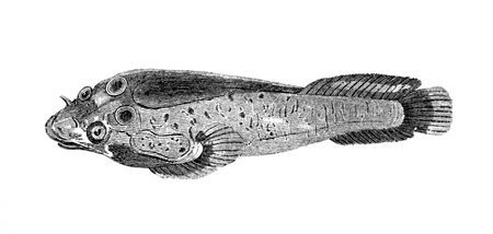 Victorian engraving of a cornish sucker fish. Digitally restored image from a mid-19th century Encyclopaedia.の写真素材