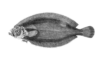 Victorian engraving of a whiff flatfish. Digitally restored image from a mid-19th century Encyclopaedia.の写真素材
