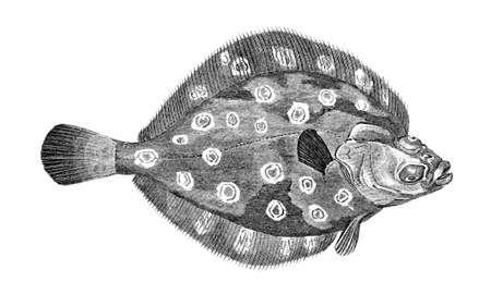 Victorian engraving of a flounder. Digitally restored image from a mid-19th century Encyclopaedia.の写真素材