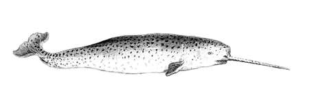 19th century engraving of a narwhalの写真素材