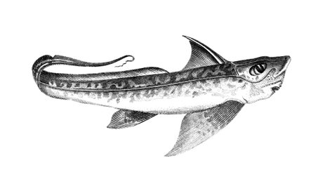 19th century engraving of a rabbit fishの写真素材