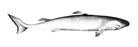 19th century engraving of a white sharkの写真素材
