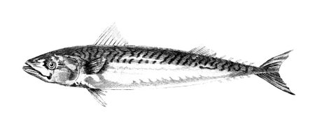 19th century engraving of a mackerelの写真素材