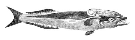 19th century engraving of a suckerfishの写真素材