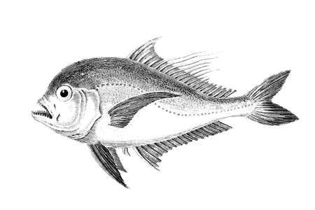 19th century engraving of a trevally fishの写真素材