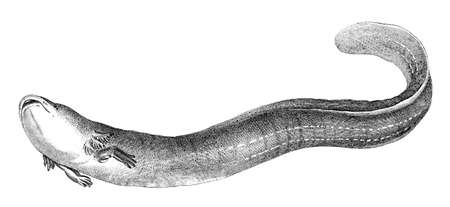 19th century engraving of a mud eelの写真素材