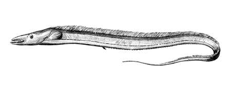 Victorian engraving of a hairtail fish. Digitally restored image from a mid-19th century Encyclopaedia.の写真素材