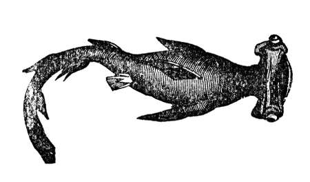 Victorian engraving of a hammerhead shark. Digitally restored image from a mid-19th century Encyclopaedia.の写真素材